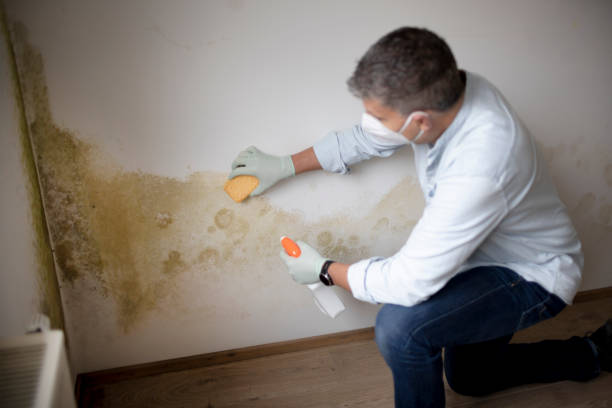 Best Post-Remediation Verification Testing  in Union Park, FL
